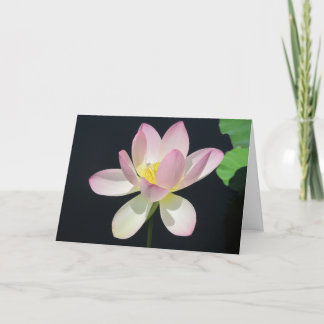 Cartão Water lily greeting card2