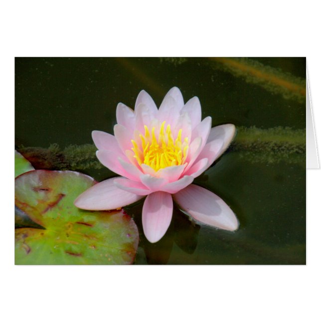 Cartão " Waterlilly " (Frente Horizontal)