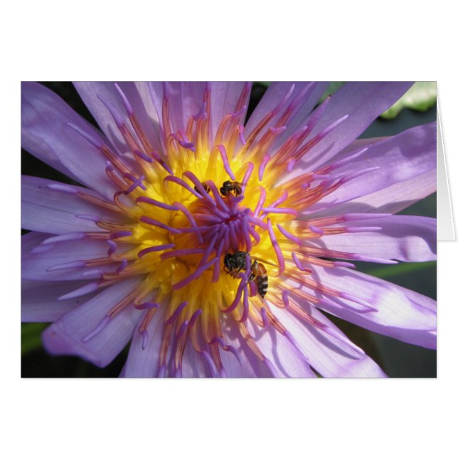 Cartão Waterlily (Frente Horizontal)