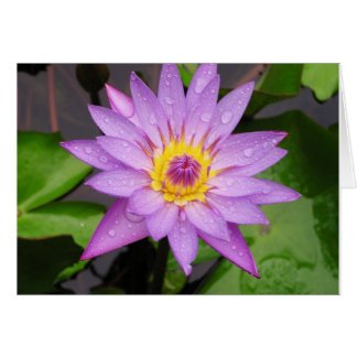 Cartão Waterlily