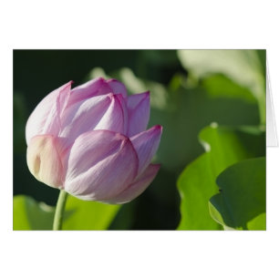 Cartão WaterLily