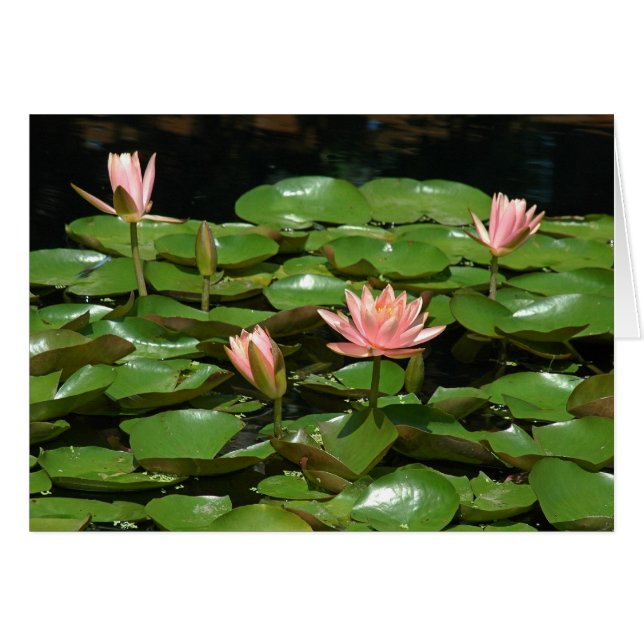 Cartão Waterlily 4 (Frente Horizontal)