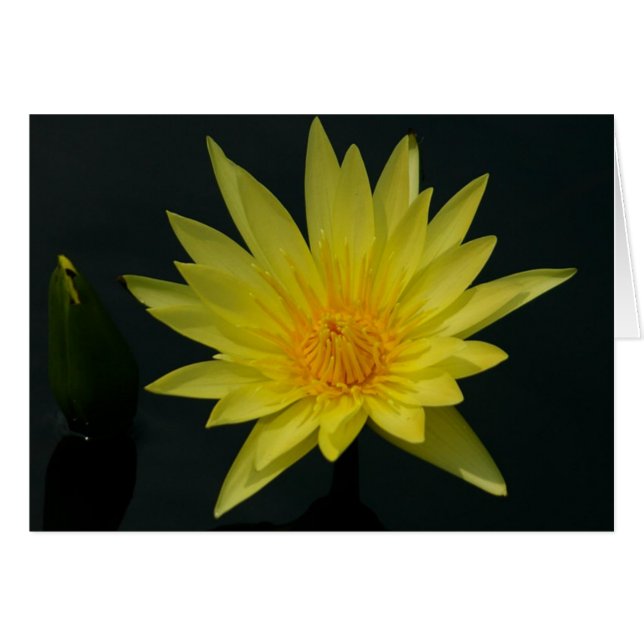 Cartão Waterlily Lotus Amarelo (Frente Horizontal)