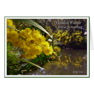 Cartão Wattle dourado - pycnantha da acácia