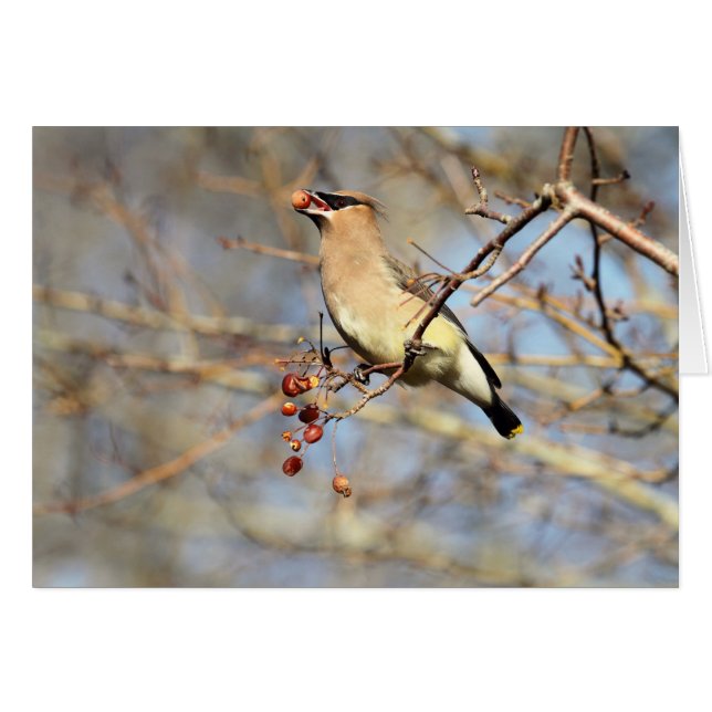 Cartão Waxwing de cedro que come bagas (Frente Horizontal)