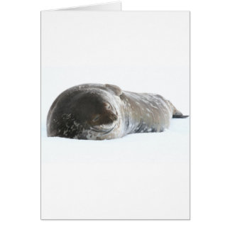 Cartão Weddell Seal