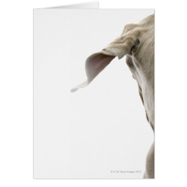 Cartão Weimaraner 2 (Frente)