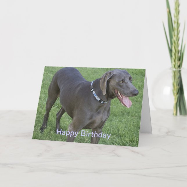 Cartão Weimaraner Dog Birthday Card (Frente)