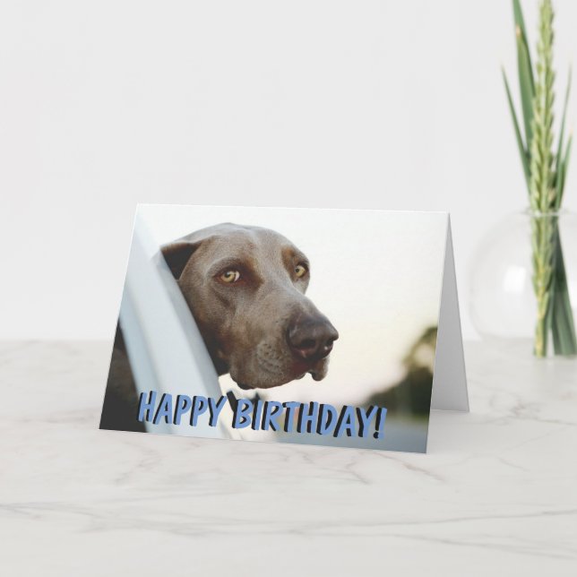 Cartão Weimaraner dog birthday card (Frente)