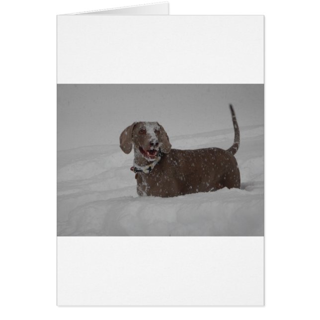 Cartão Weimaraner na neve profunda (Frente)