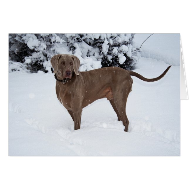 Cartão Weimaraner No Inverno (Frente horizontal)