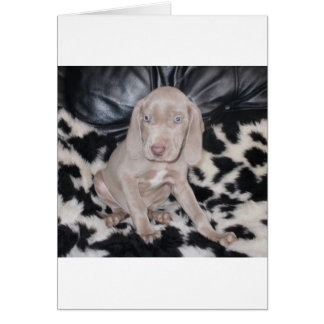 Cartão Weimaraner Puppy