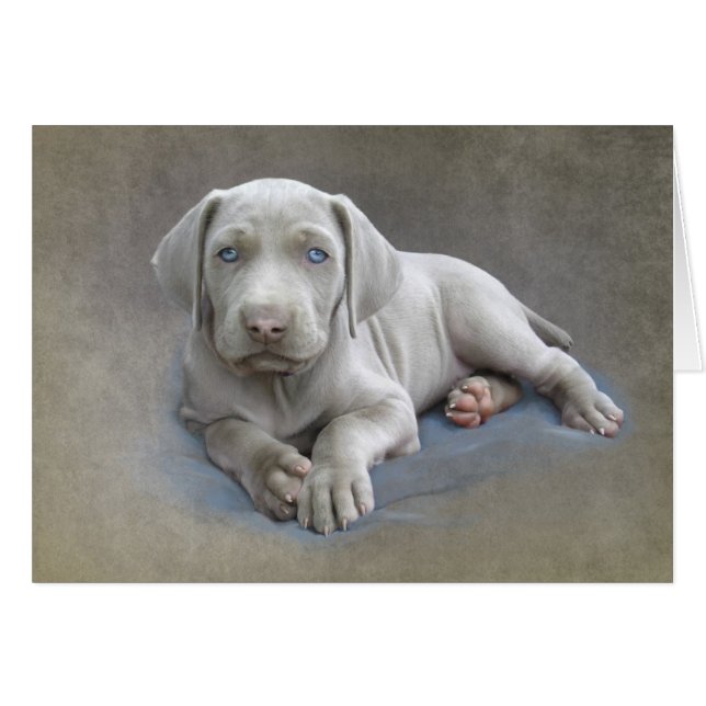 Cartão Weimaraner Puppy (Frente Horizontal)