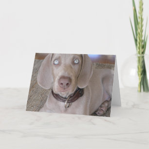 Cartão Weimaraner Puppy Greeting Card