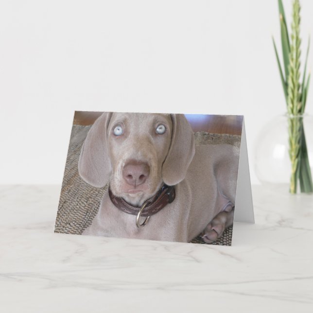 Cartão Weimaraner Puppy Greeting Card (Frente)