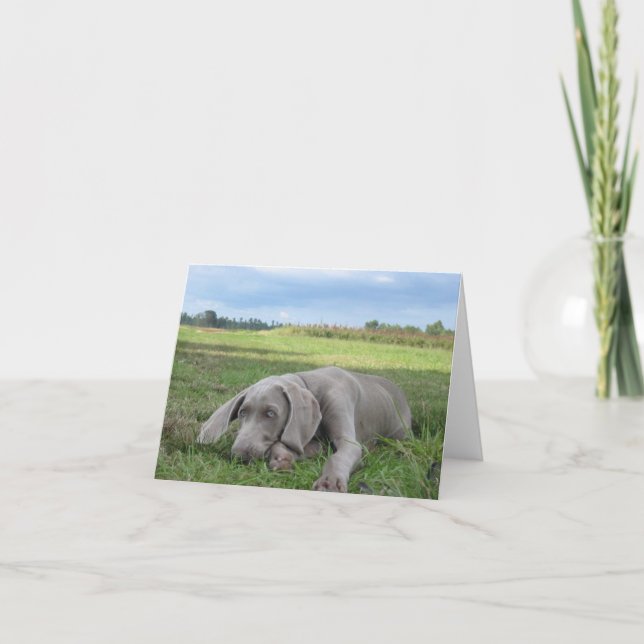 Cartão Weimaraner Puppy Notecard (Frente)
