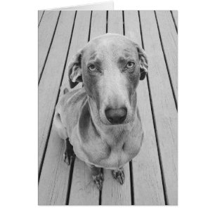 Cartão Weimaraner solene B&W