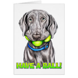 Cartão Weimaraner tem uma bola