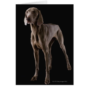 Cartão Weimaraner, tiro de estúdio