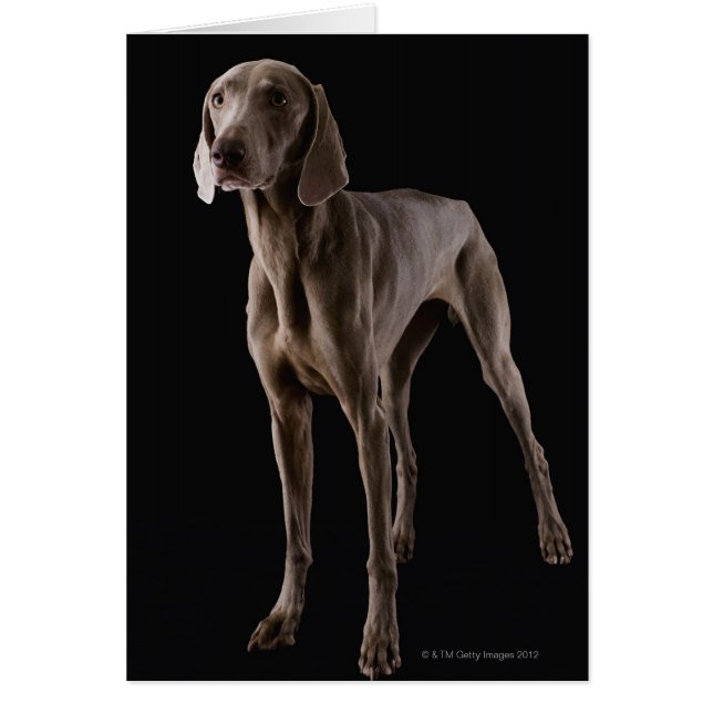 Cartão Weimaraner, tiro de estúdio (Frente)