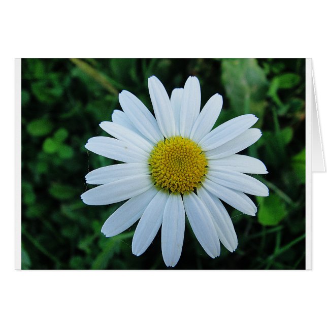 Cartão Weisse Margerite (Frente Horizontal)