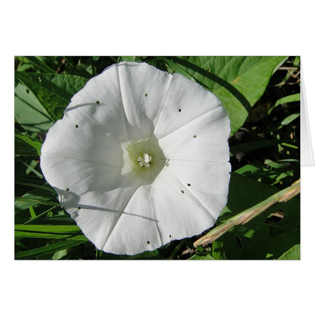 Cartão Weisse Windenblüte, Grusskarte, blanko (Frente Horizontal)