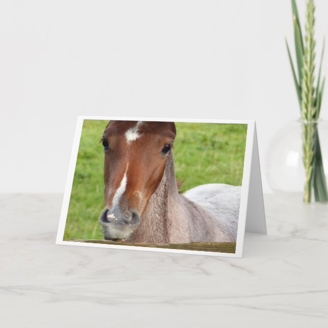 Cartão Welsh cob foal horse card (Frente)