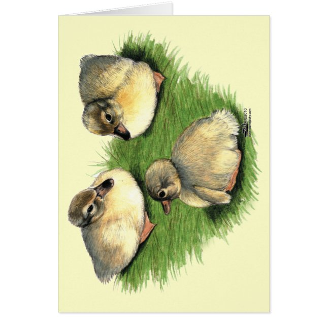 Cartão Welsh Harlequin Ducklings (Frente)