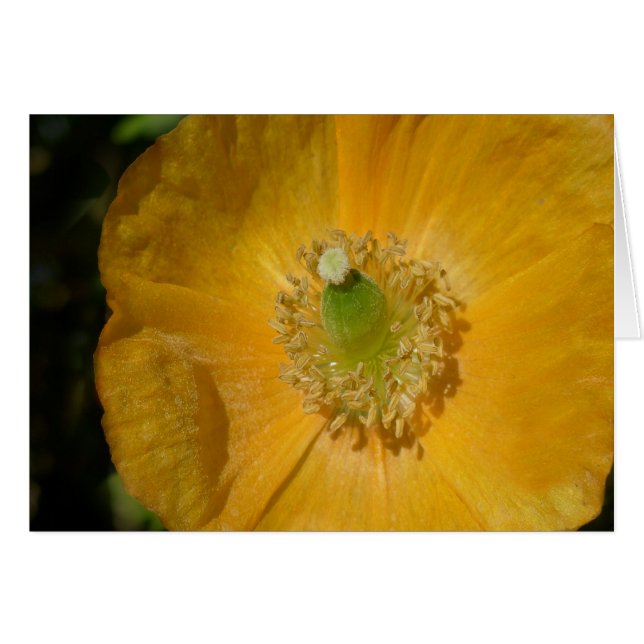 Cartão Welsh Poppy Macro (Frente Horizontal)