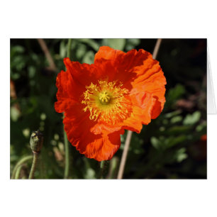 Cartão Welsh Poppy (Orange)