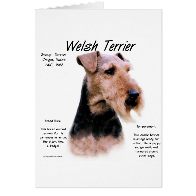 Cartão Welsh Terrier History; Sobre Welsh Terriers (Frente)