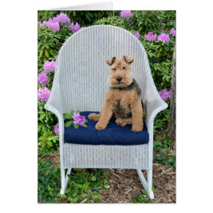 Cartão Welsh Terrier na cadeira de wicker
