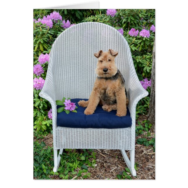 Cartão Welsh Terrier na cadeira de wicker (Frente)