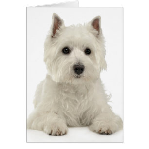 Cartão West Highland White Terrier Puppy Dog Westie