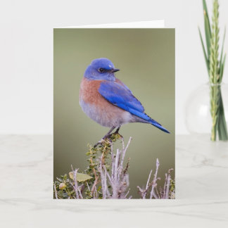 Cartão Western Bluebird