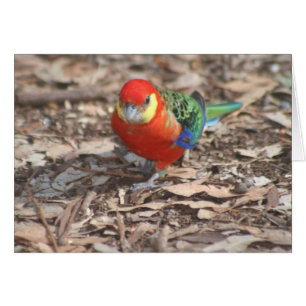 Cartão Western Rosella - Platycercus icterotis