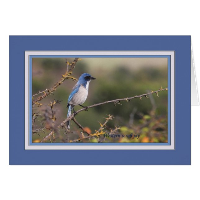 Cartão Western_scrub_jay_1613 (Frente Horizontal)