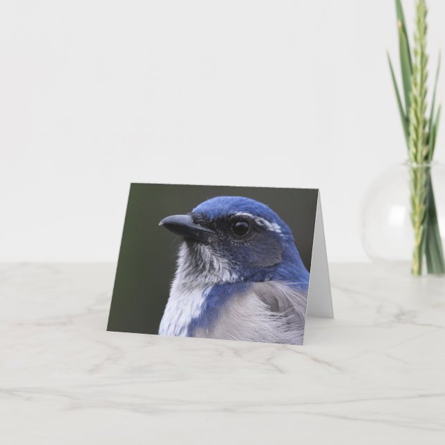 Cartão Western Scrub-Jay - Joe Sweeney - card (Frente)
