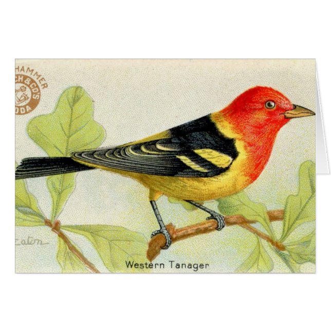 Cartão Western Tanager (Frente Horizontal)