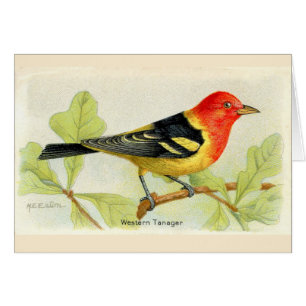 Cartão Western Tanager