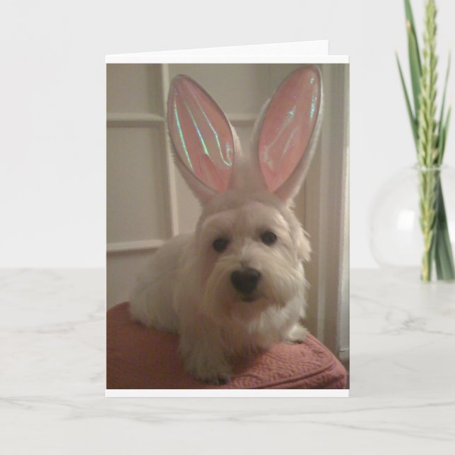 Cartão Westhighland Bunny (Frente)