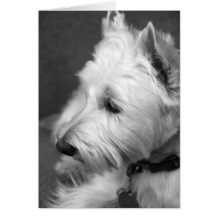 Cartão Westie