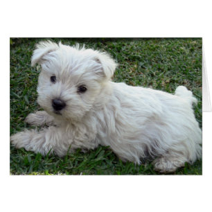Cartão Westie