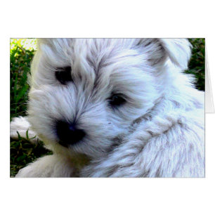 Cartão Westie