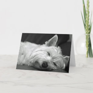 Cartão Westie Adormecido