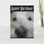 Cartão Westie Closeup Nose Photo Greeting Card<br><div class="desc">Cute West Highland White Terrier in an extreme closeup. Customizable text.</div>