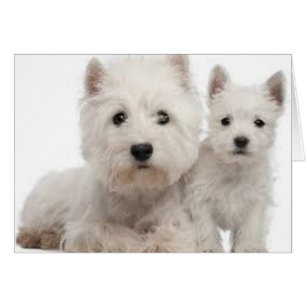 Cartão Westie Mãe e Puppy