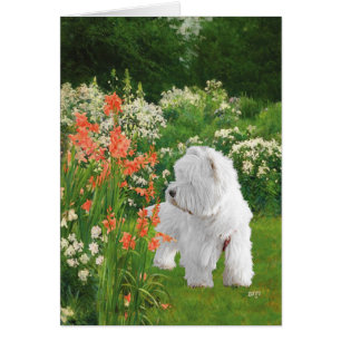 Cartão Westie no Jardim