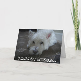 Cartão Westie Not Amused Photo Greeting Card