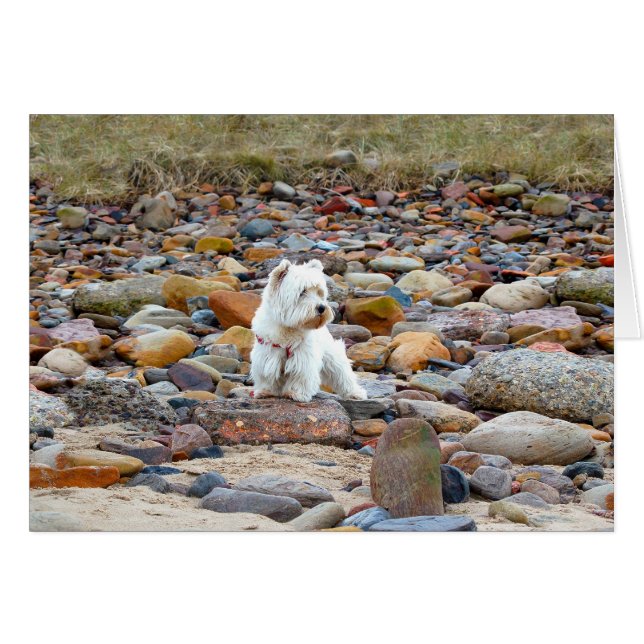Cartão Westie on the Rocks (Frente Horizontal)